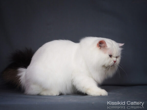 พ่อพัธุ์