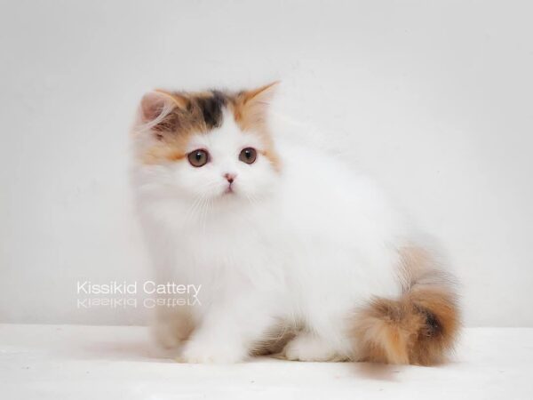แมวสามสี