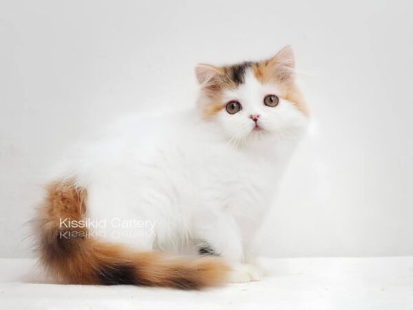 แมวสามสี