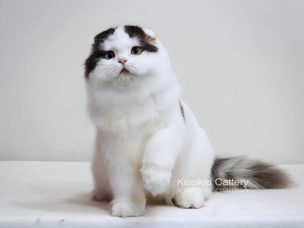 แมวสีช้อคโกแลต