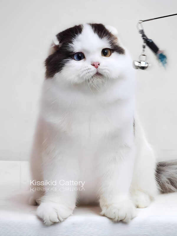 แมวตาสองสี